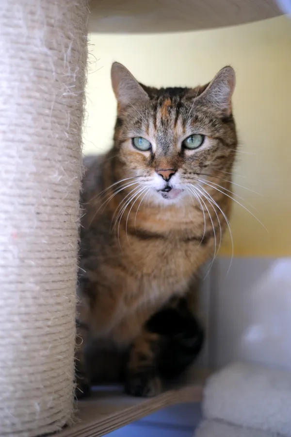 Kot do adopcji, Sosnowiec, 24 lutego 2025 (1/4)