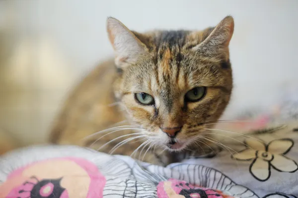 Kot do adopcji, Sosnowiec, 24 lutego 2025 (2/4)