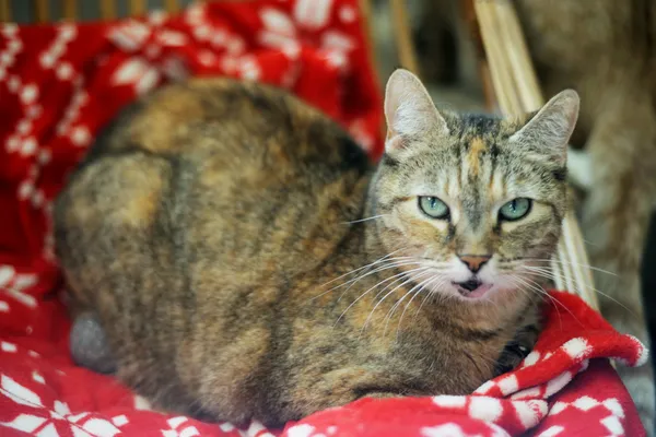 Kot do adopcji, Sosnowiec, 24 lutego 2025 (3/4)