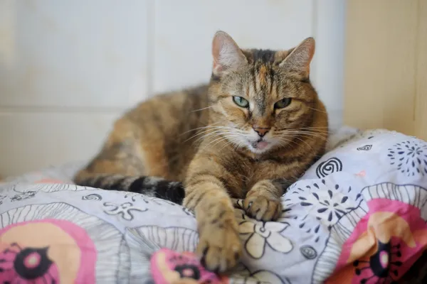 Kot do adopcji, Sosnowiec, 24 lutego 2025 (4/4)