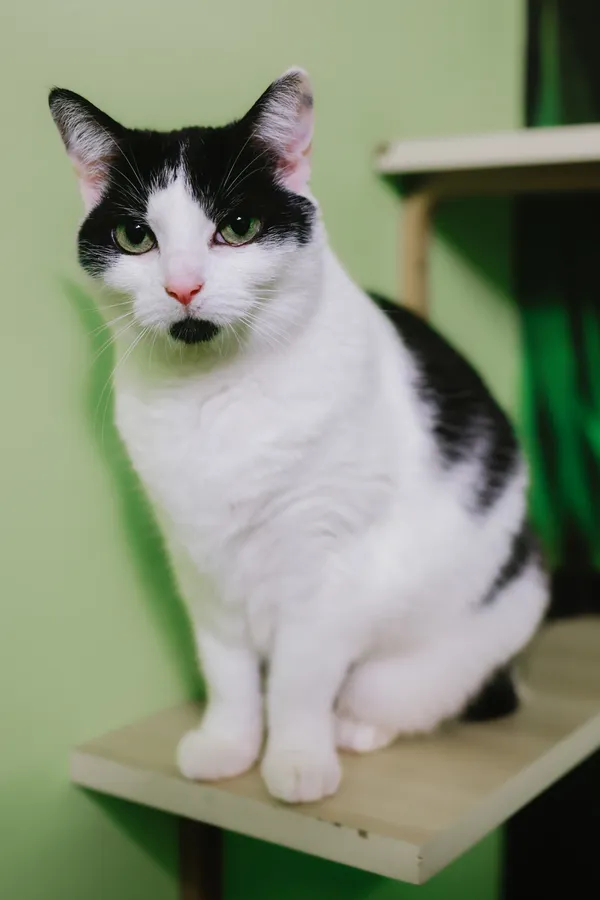 Kot do adopcji, Sosnowiec, 6 października 2024 (1/5)