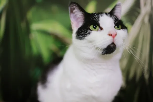 Kot do adopcji, Sosnowiec, 6 października 2024 (2/5)