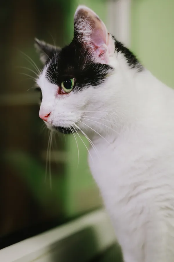 Kot do adopcji, Sosnowiec, 6 października 2024 (3/5)