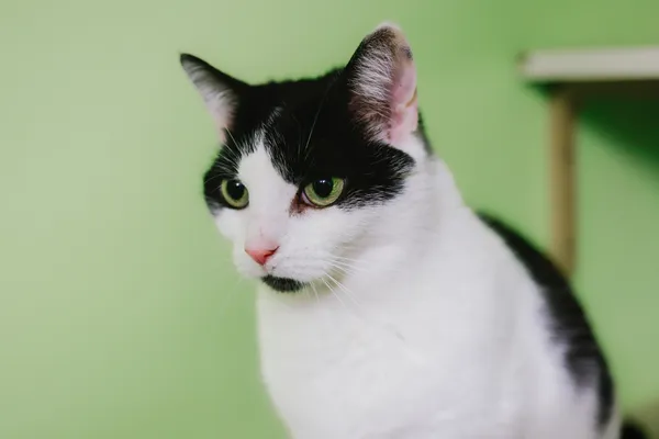 Kot do adopcji, Sosnowiec, 6 października 2024 (5/5)