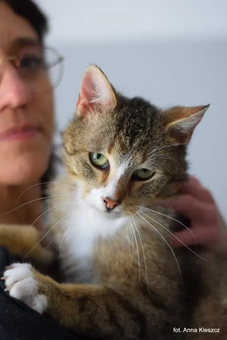 Znaleziono kota, Toruń, 10 września 2025