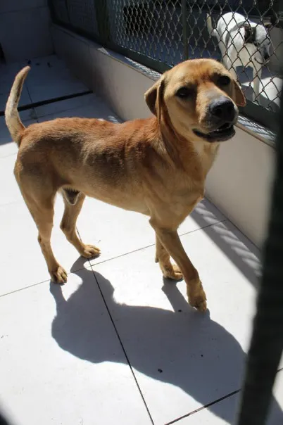 Pies do adopcji, Bełchatów, 26 kwietnia 2024 (1/4)