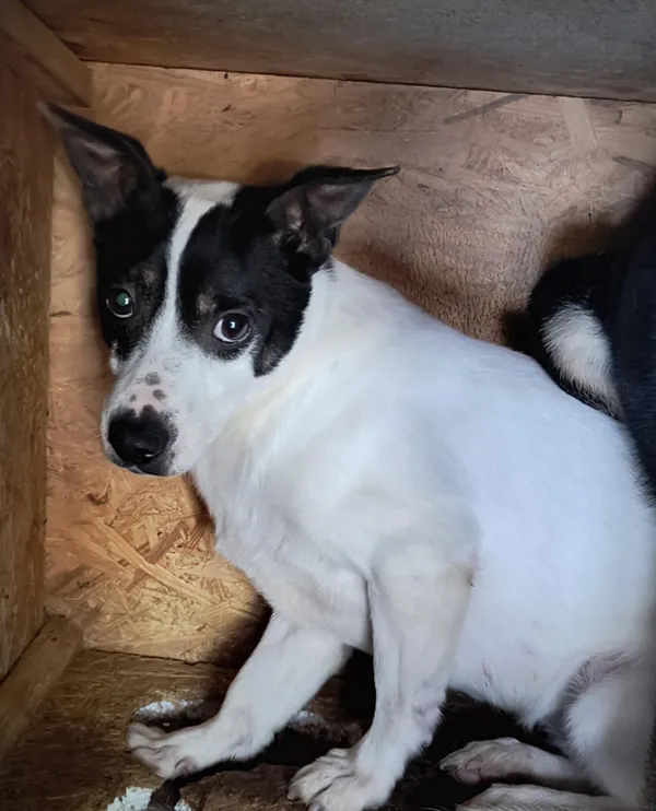 Pies do adopcji, Bełchatów, 18 grudnia 2023 (1/4)