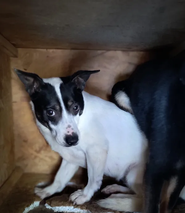 Pies do adopcji, Bełchatów, 18 grudnia 2023 (3/4)