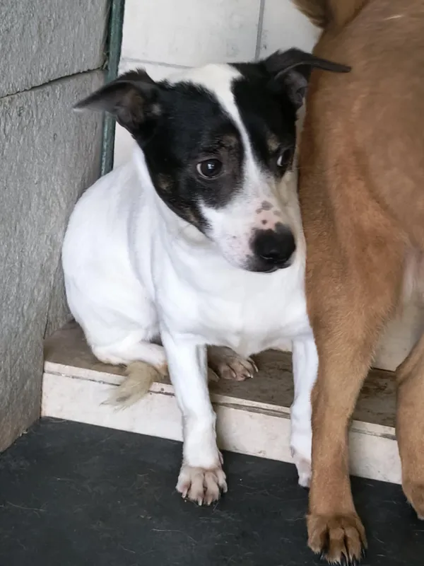 Pies do adopcji, Bełchatów, 18 grudnia 2023 (4/4)