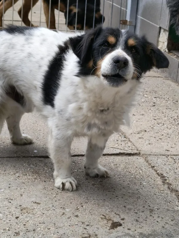 Pies do adopcji, Bełchatów, 29 października 2024 (1/4)