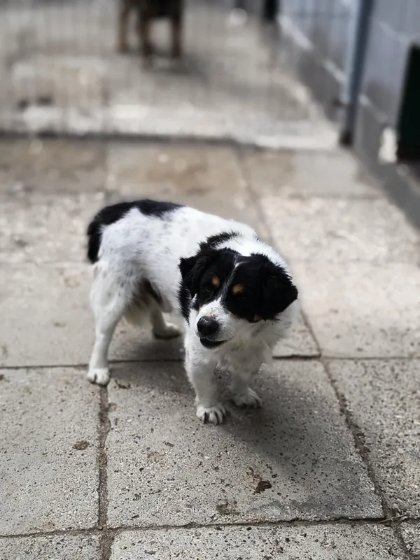 Pies do adopcji, Bełchatów, 29 października 2024 (2/4)