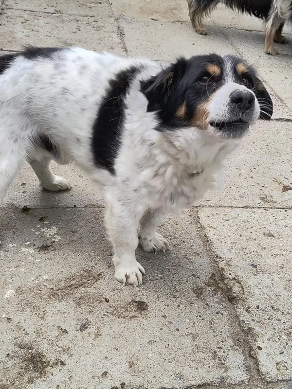 Pies do adopcji, Bełchatów, 29 października 2024 (3/4)