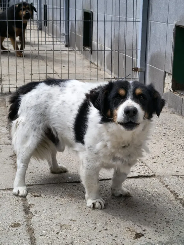 Pies do adopcji, Bełchatów, 29 października 2024 (4/4)