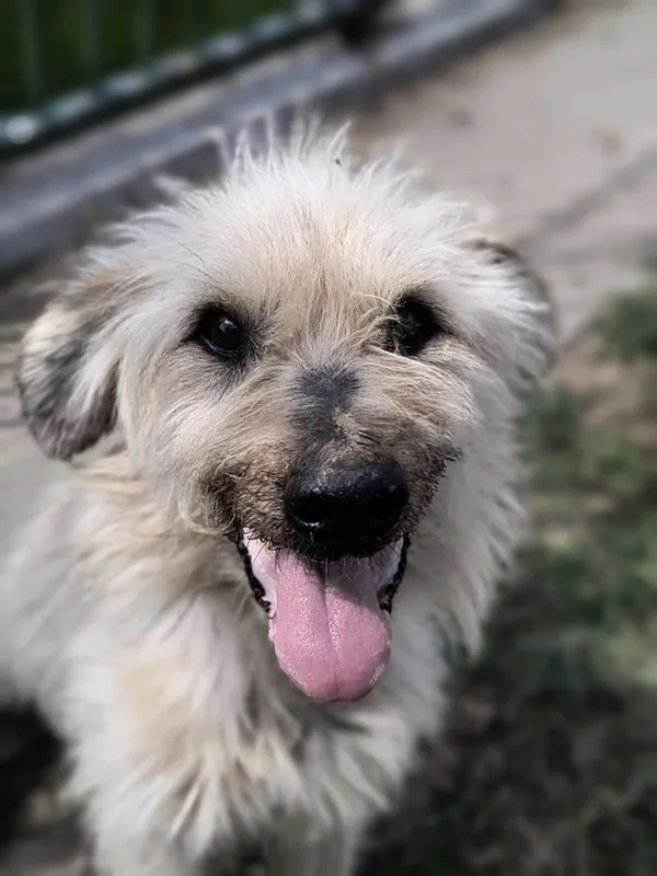 Pies do adopcji, Bełchatów, 12 marca 2025 (5/5)