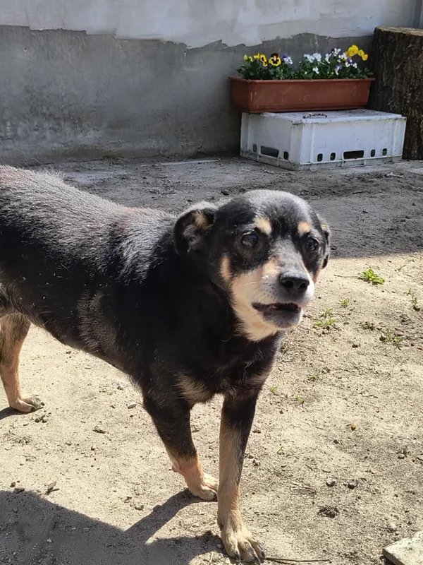 Pies do adopcji, Bełchatów, 12 grudnia 2024 (4/5)