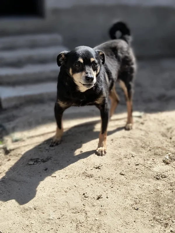 Pies do adopcji, Bełchatów, 12 grudnia 2024 (5/5)