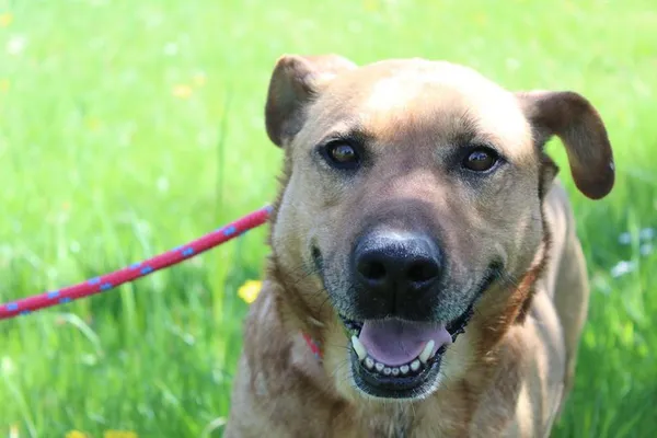 Pies do adopcji, Bełchatów, 27 listopada 2024 (1/5)