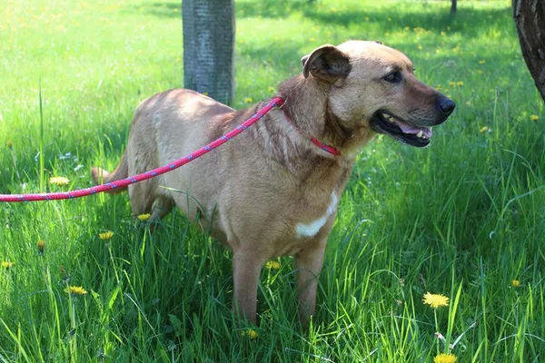 Pies do adopcji, Bełchatów, 27 listopada 2024 (2/5)