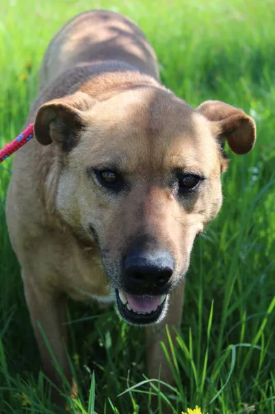 Pies do adopcji, Bełchatów, 27 listopada 2024 (3/5)