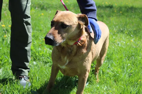 Pies do adopcji, Bełchatów, 27 listopada 2024 (4/5)