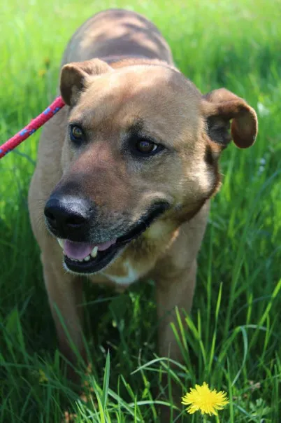 Pies do adopcji, Bełchatów, 27 listopada 2024 (5/5)