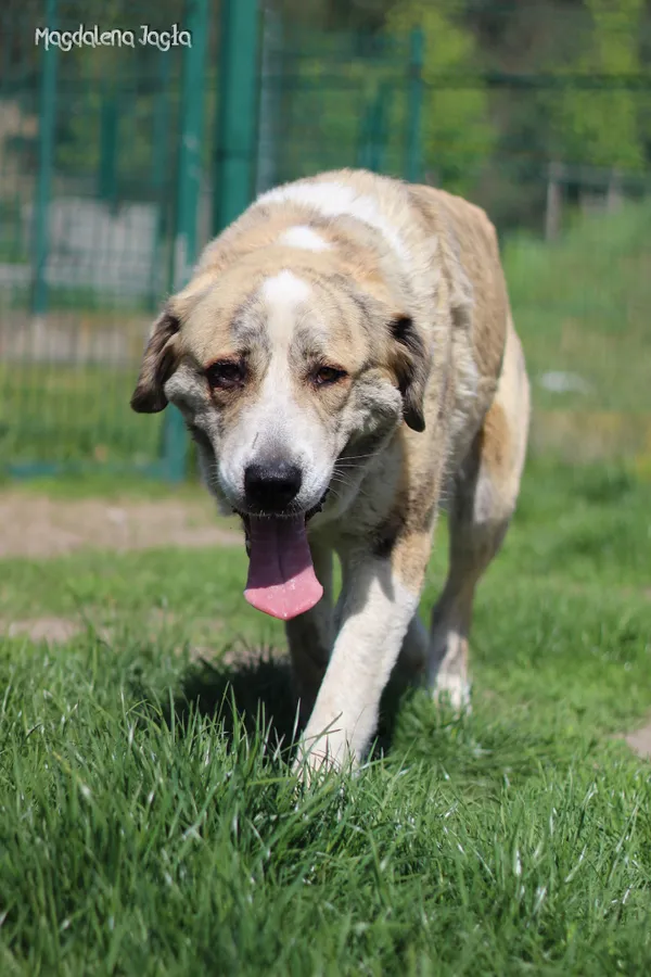 Pies do adopcji, Bydgoszcz, 2 maja 2025 (1/5)