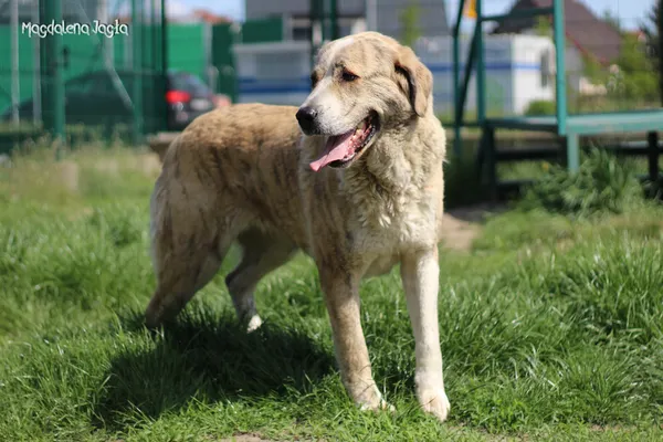Pies do adopcji, Bydgoszcz, 2 maja 2025 (3/5)