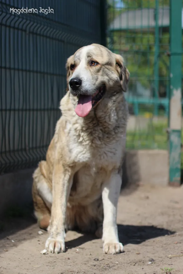 Pies do adopcji, Bydgoszcz, 2 maja 2025 (4/5)