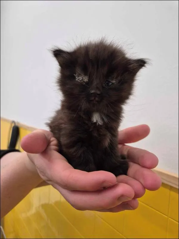 Znaleziono kota, Grudziądz, 2 maja 2025