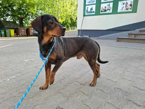 Znaleziono psa, Bydgoszcz, 1 maja 2025