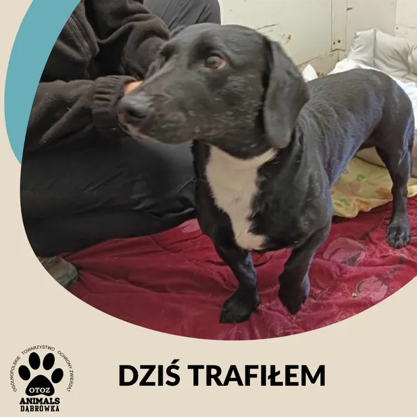 Znaleziono psa, Dąbrówka, 1 maja 2025 (2/2)