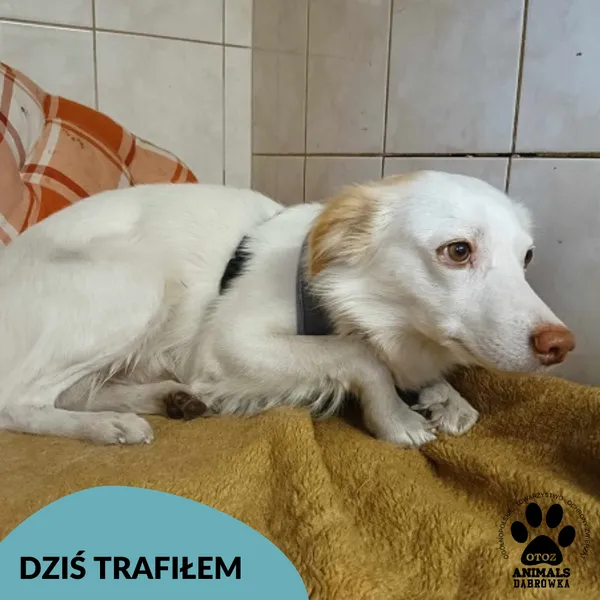 Znaleziono psa, Dąbrówka, 1 maja 2025