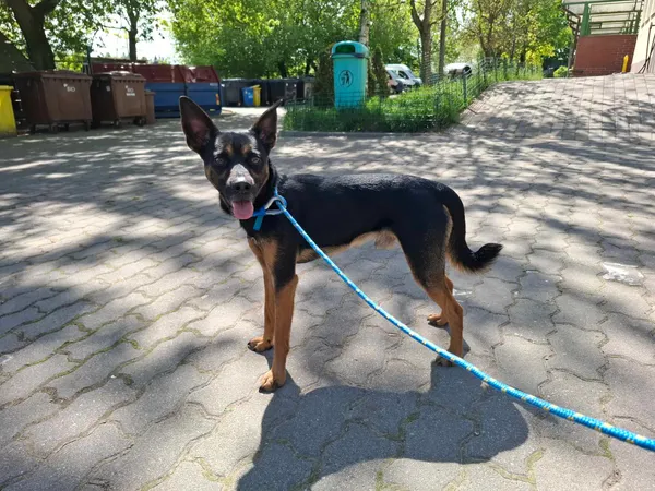 Znaleziono psa, Bydgoszcz, 30 kwietnia 2025