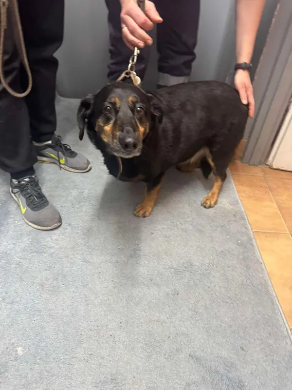 Znaleziono psa, Sosnowiec, 28 kwietnia 2025