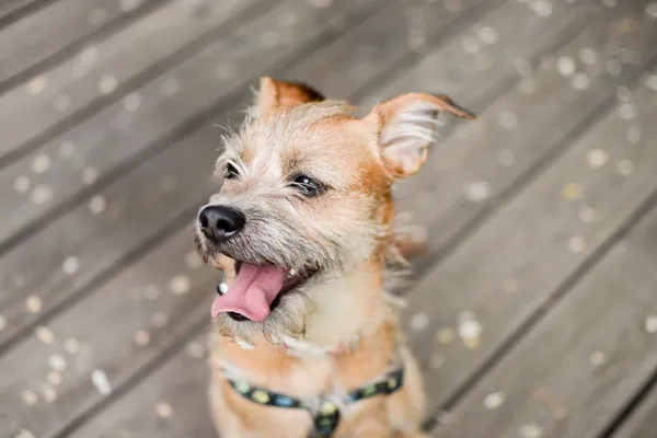 Znaleziono psa, Sosnowiec, 27 kwietnia 2025 (4/5)