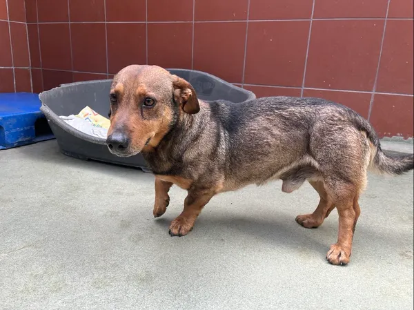 Znaleziono psa, Bydgoszcz, 25 kwietnia 2025