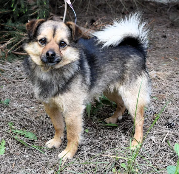 Znaleziono psa, Pieckowo, 28 kwietnia 2025 (1/5)