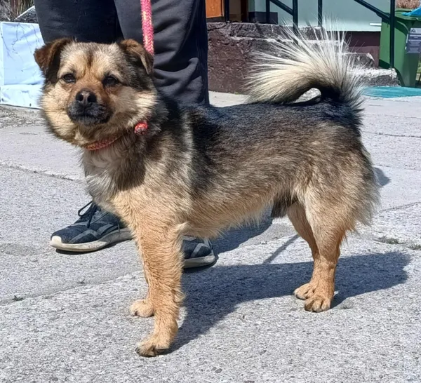 Znaleziono psa, Pieckowo, 28 kwietnia 2025 (4/5)