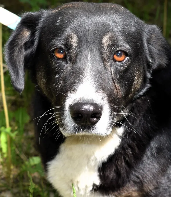 Znaleziono psa, Pieckowo, 28 kwietnia 2025 (2/5)