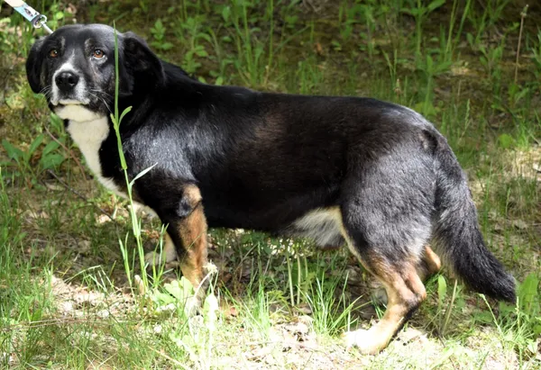 Znaleziono psa, Pieckowo, 28 kwietnia 2025 (3/5)