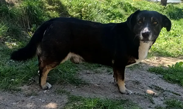 Znaleziono psa, Pieckowo, 28 kwietnia 2025 (5/5)