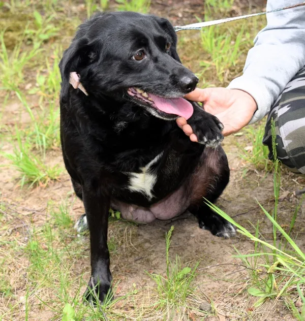 Znaleziono psa, Pieckowo, 28 kwietnia 2025 (2/5)