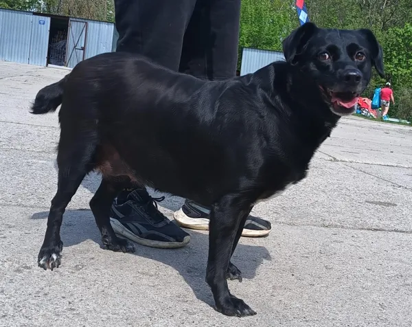 Znaleziono psa, Pieckowo, 28 kwietnia 2025 (4/5)