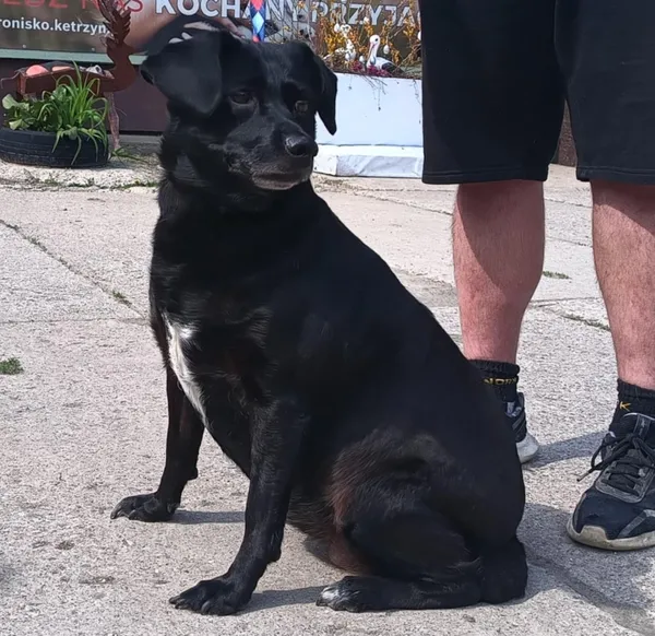 Znaleziono psa, Pieckowo, 28 kwietnia 2025 (5/5)