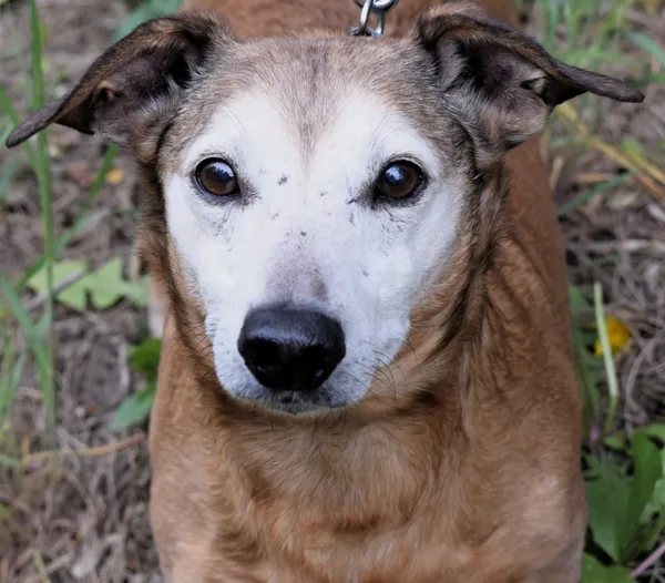 Znaleziono psa, Pieckowo, 28 kwietnia 2025 (1/5)