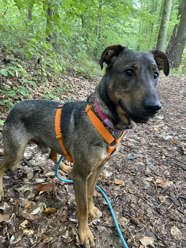 Znaleziono psa, Chojnice, 28 kwietnia 2025 (2/5)