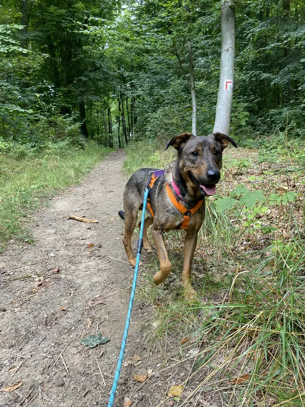 Znaleziono psa, Chojnice, 28 kwietnia 2025 (3/5)