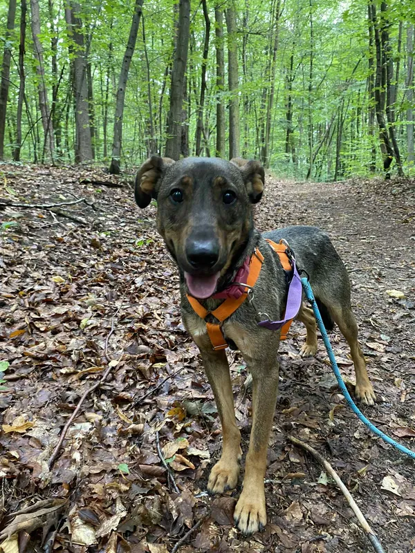 Znaleziono psa, Chojnice, 28 kwietnia 2025 (4/5)