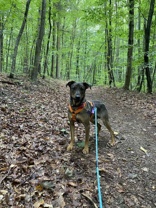 Znaleziono psa, Chojnice, 28 kwietnia 2025 (5/5)