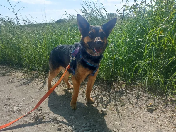 Znaleziono psa, Chojnice, 28 kwietnia 2025 (1/5)